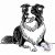 Border Collie póló - Kutyás póló - Egyedi Feliratos póló
