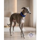 Blue Moon Luxus Bársony Félfojtós Nyakörv strasszokkal - Strasszos Kutya Nyakörv 3cm széles