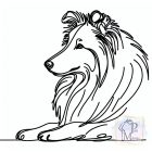 Skót Juhászkutya póló - Collie pulcsi - Kutyás póló - Egyedi Feliratos póló