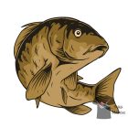 Ponty Horgász póló - Horgász pulcsi - Halas Póló - Egyedi póló 